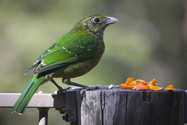 green bird eating orange slices on a tree stump