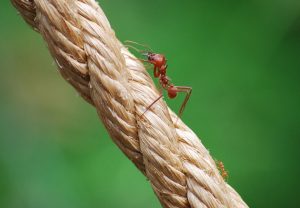 ant trying to climb a rope close up shot