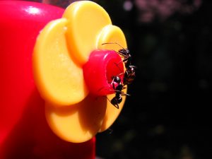 ants on a hummingbird feeder