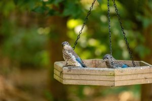 baby bluebirds on a feeder