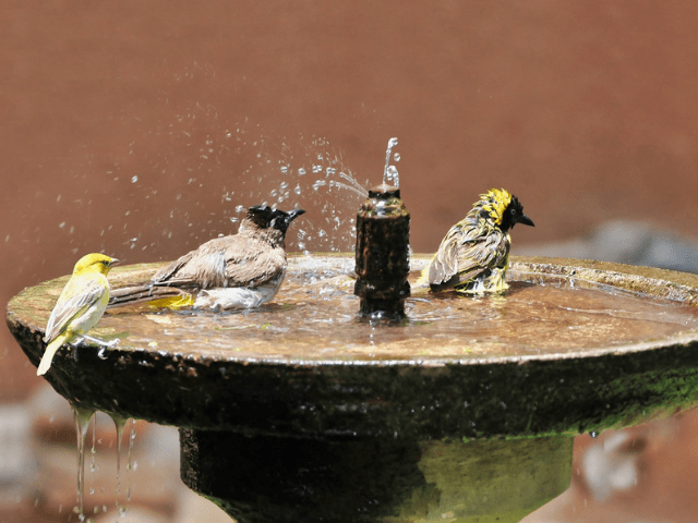 yellow and brown birds on a bird bath