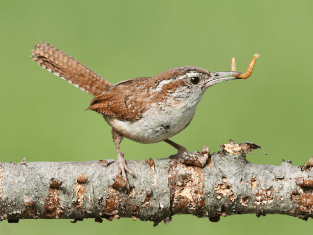 bird with mealworm on beak