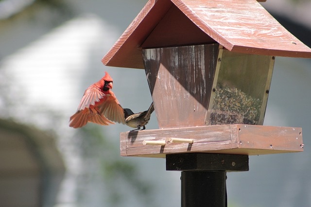 red cardinal flying towards birdhouse