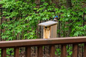 birdhouse bluebird