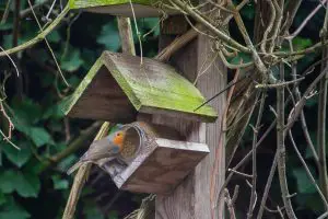birdhouse - robin