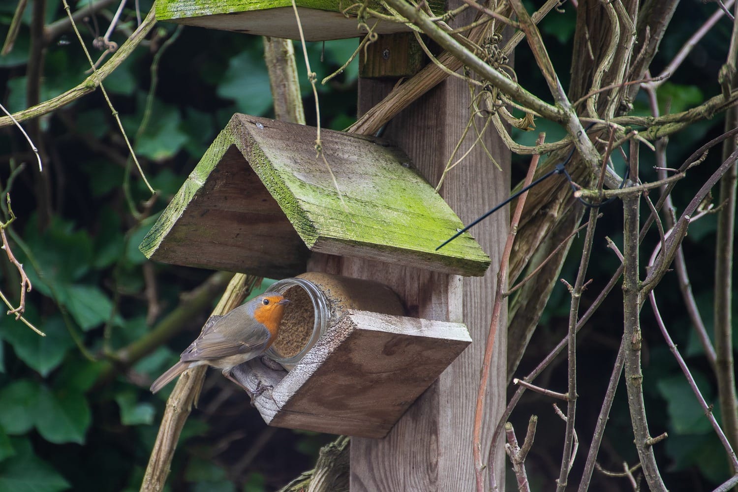 The 7 Best Bird Houses (For Most Species) in 2024 - Love The Birds