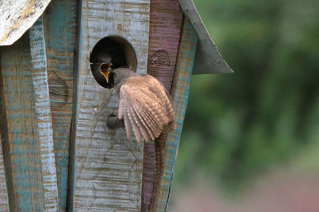 Wrens in a Bird House