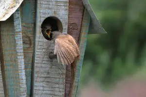 birdhouse - wren
