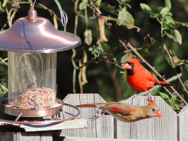 red and brown birds near bird feeder