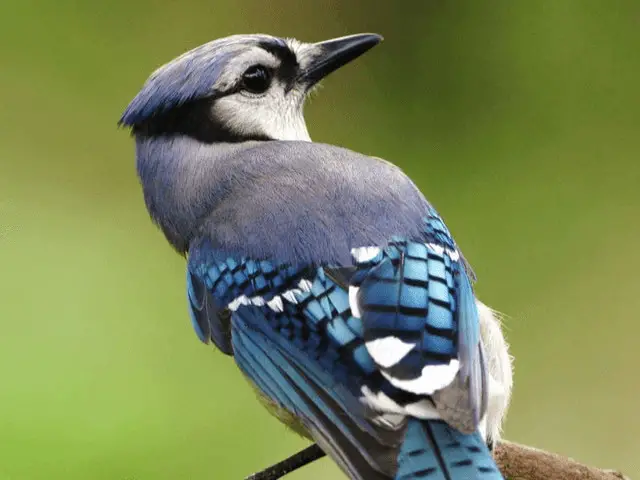 blue and grey cardinal