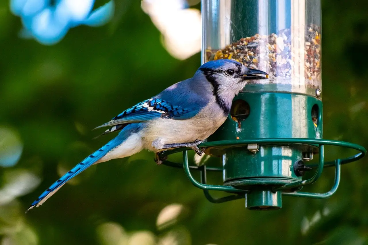 blue jay feeder - featured image