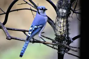 blue jay on a suet feeder