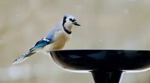 blue jay perched on open base feeder