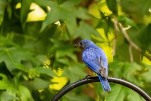 bluebird feeder - featured image
