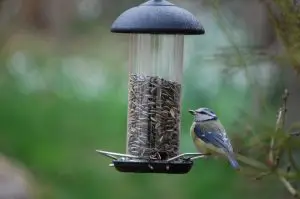 bluebird on a feeder