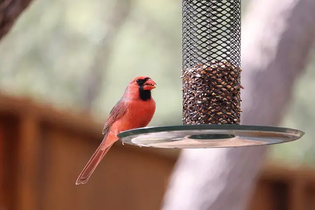 Cardinal bird with its food on feeder