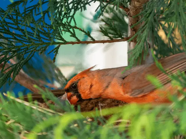 cardinal bird with babies on nest