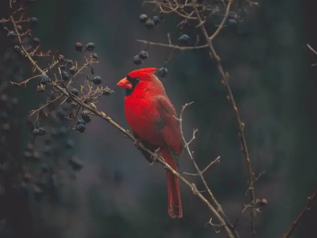 red cardinal bird on a tree