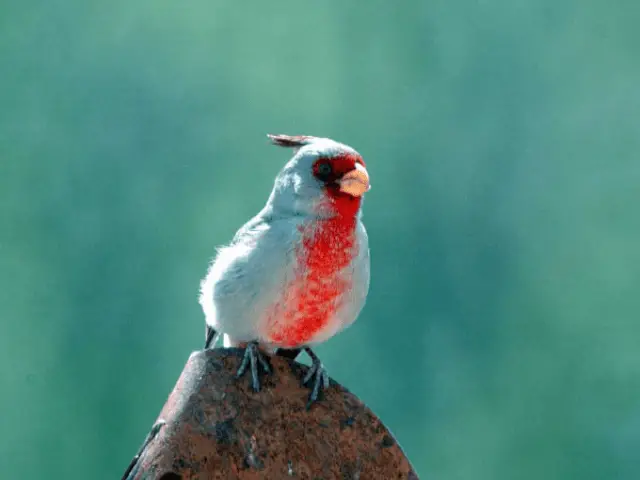 grayish cardinal with red breast