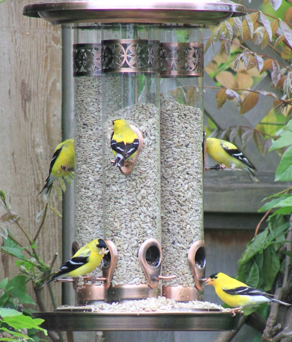 Details about   FINCHES FAVORITE 3 TUBE NYJER THISTLE FINCH FEEDER SE324Y YELLOW FEEDS 24 BIRDS! 