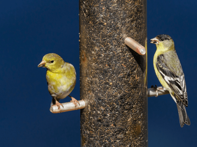 two yellow finches feasting on nyjer seeds