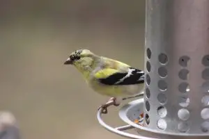 goldfinch perched on a feeder