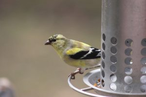 goldfinch perched on a feeder