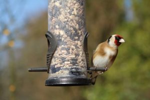 goldfinch staring at you