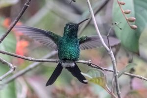 green-emerald hummingbird