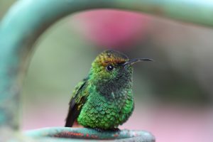 green hummingbird staring at you