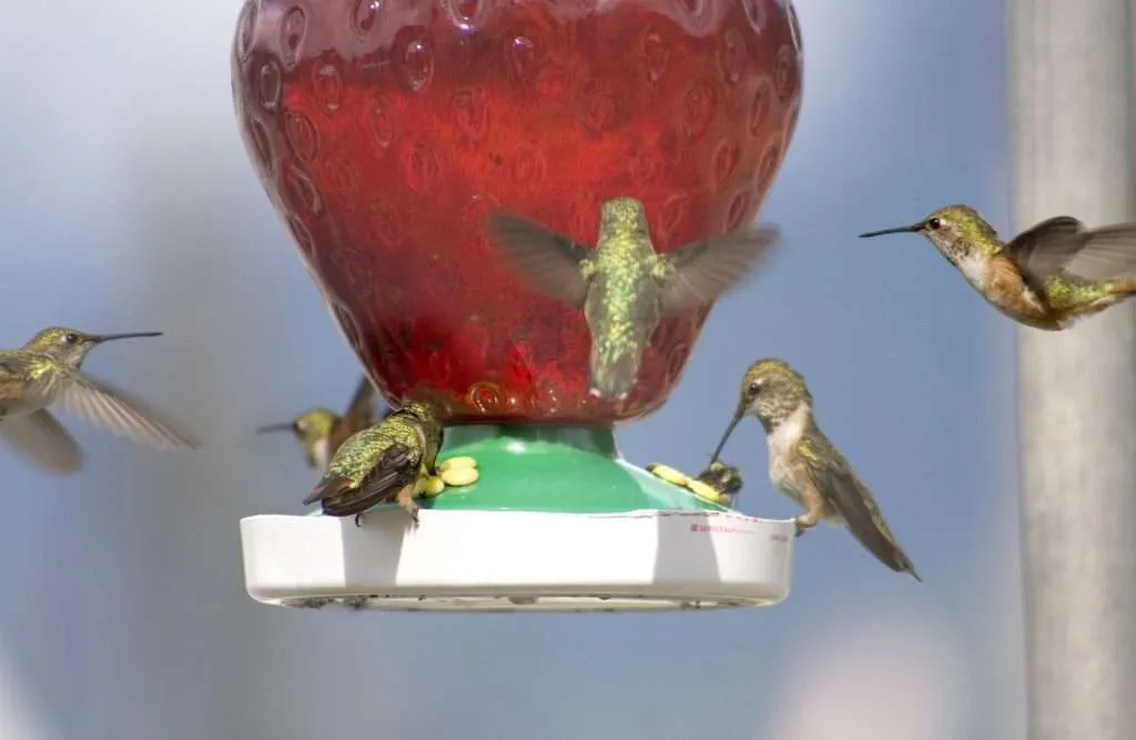 group of hummingbirds to a feeder