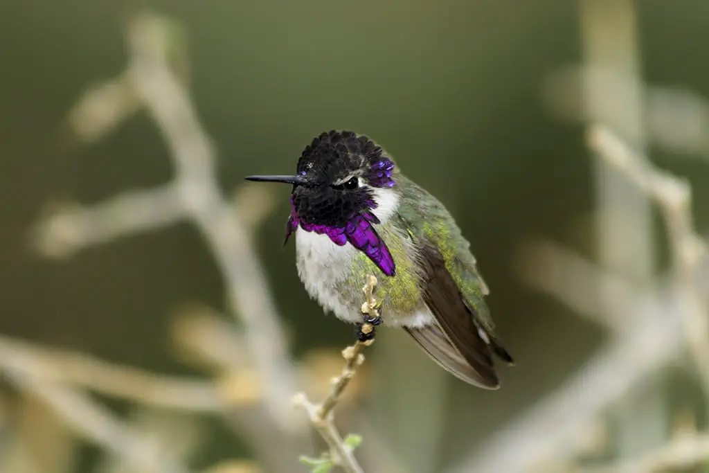 how do hummingbirds sleep - featured image