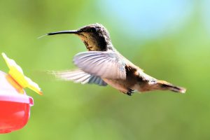 hummingbird ready to drink nectar