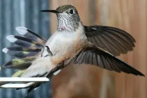 hummingbird up close