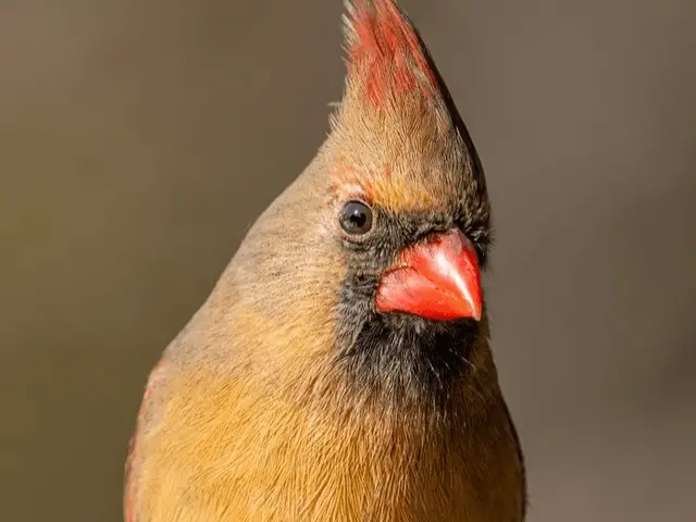 Northern cardinal with brown torso