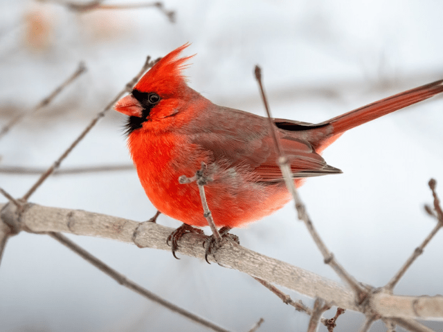 northern cardinal sitting on a branch