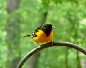 oriole perched on a french grill