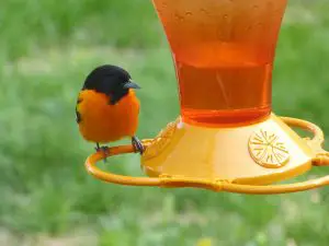 oriole perched on a nectar feeder