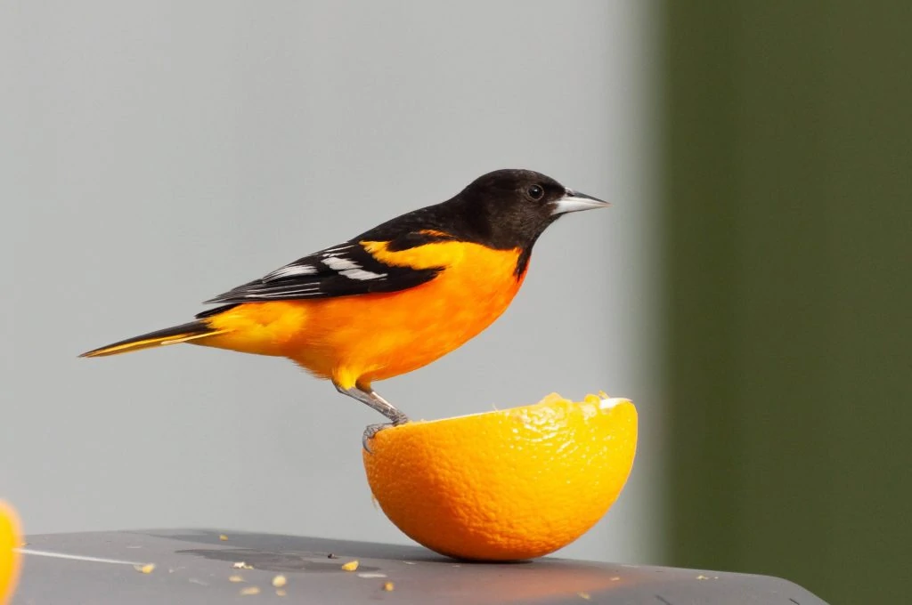 oriole perched on orange half