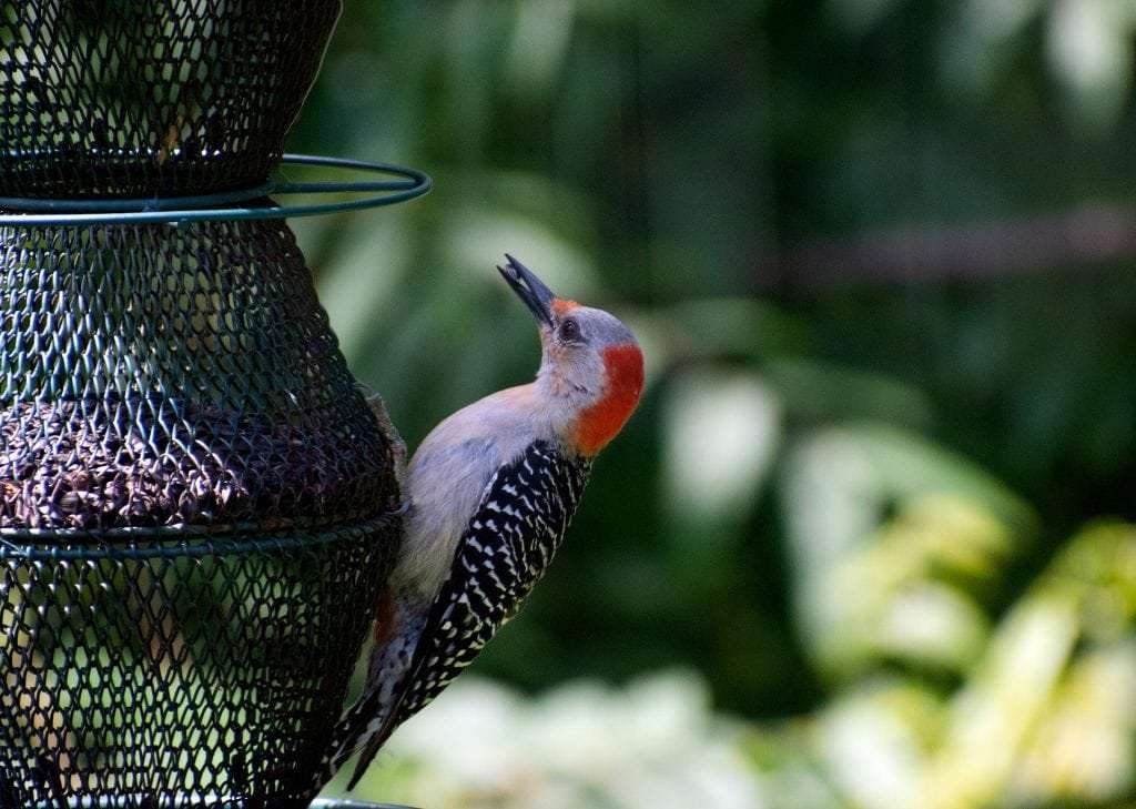 Woodpecker at Feeder