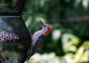 red bellied woodpecker