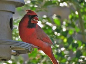 Cardinal on a bird feeder