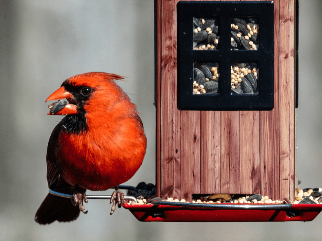 red cardinal beside a brown bird feeder