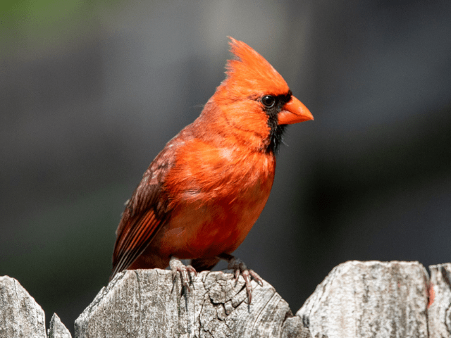 red cardinal sitting on a fence