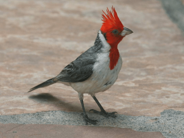 cardinal with red-crest and white torso