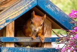 squirrel feeder - featured image
