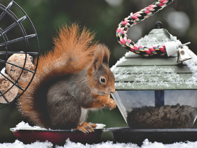 squirrel eating feeds