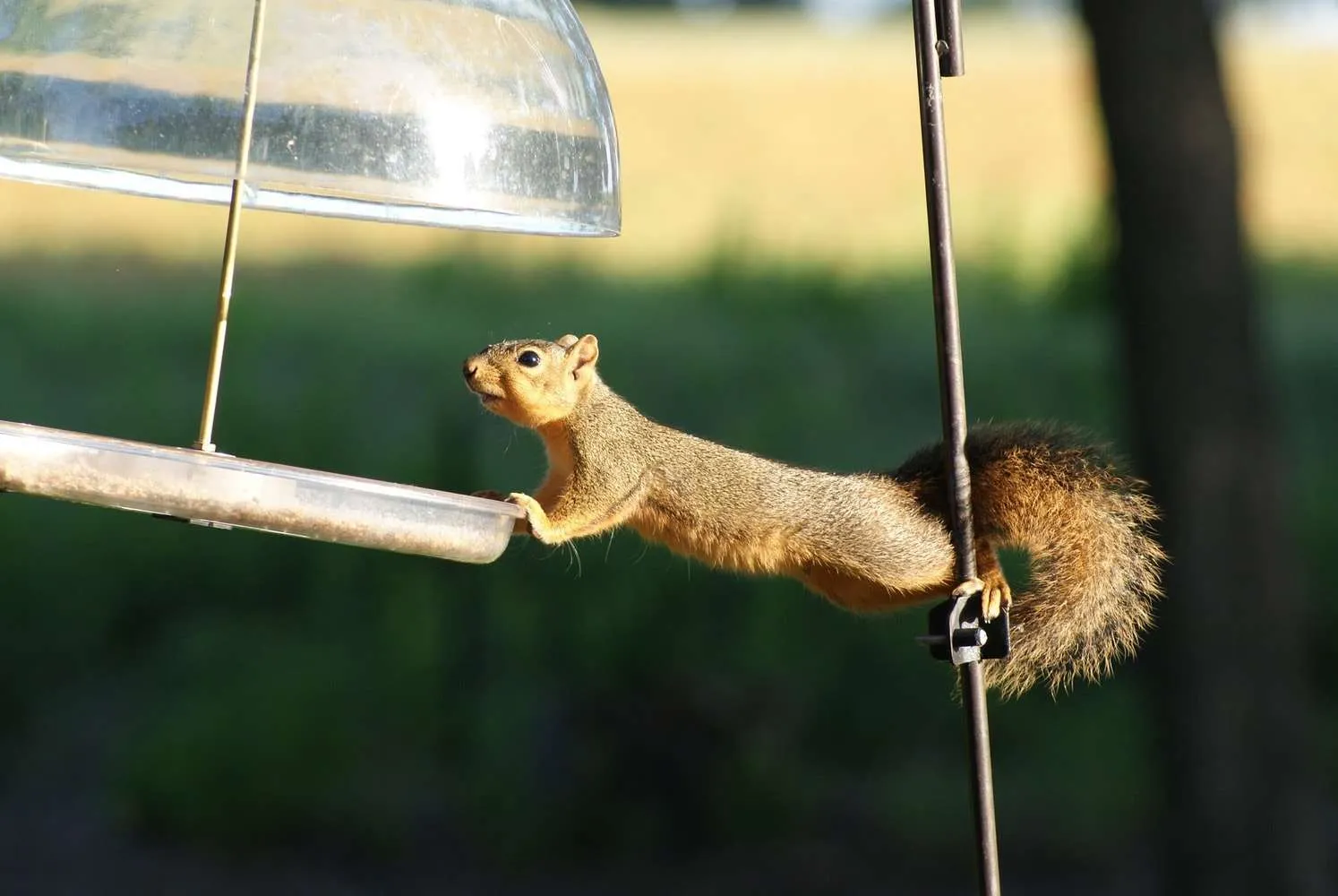 squirrel stretching across to a guarded feeder