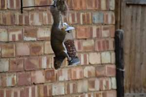 Squirrel at Bird Feeder