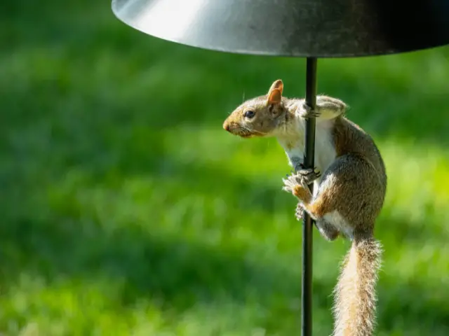 squirrel on a baffle